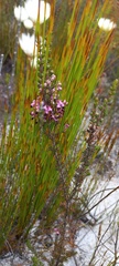 Erica nudiflora