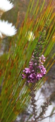 Erica nudiflora