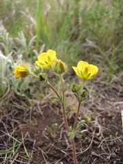 Potentilla jenissejensis