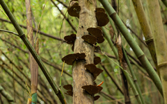Trametes variegata