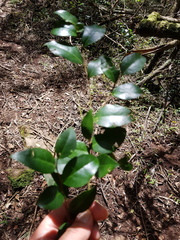 Gymnosporia harveyana