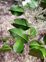 Gymnosporia harveyana