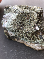 Xanthoparmelia tinctina