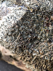 Xanthoparmelia tinctina