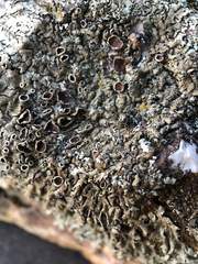 Xanthoparmelia tinctina