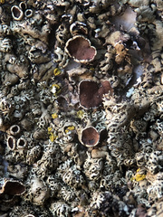 Xanthoparmelia tinctina