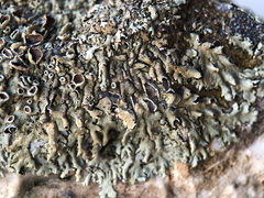 Xanthoparmelia tinctina