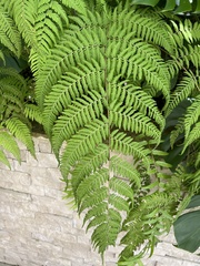 Macrothelypteris