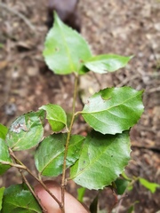 Gymnosporia harveyana