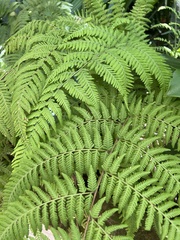 Macrothelypteris