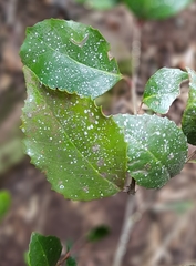 Gymnosporia harveyana