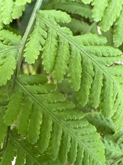 Macrothelypteris