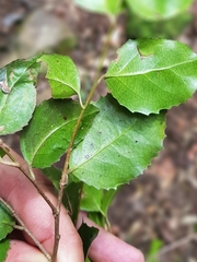 Gymnosporia harveyana