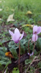 Cyclamen hederifolium