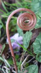 Cyclamen hederifolium