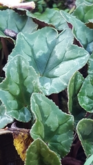 Cyclamen hederifolium