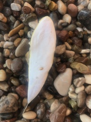 Torquigener flavimaculosus