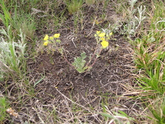 Potentilla jenissejensis