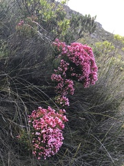 Brachysiphon rupestris