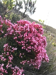 Brachysiphon rupestris