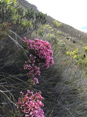 Brachysiphon rupestris