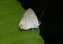 Sinthusa chandrana
