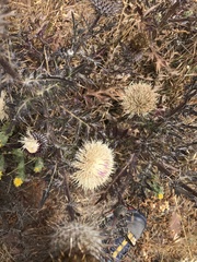 Cirsium quercetorum