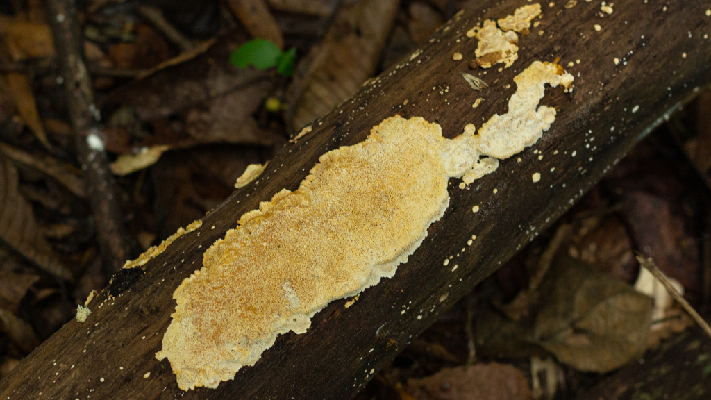 Haploporus papyraceus