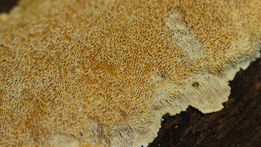 Haploporus papyraceus