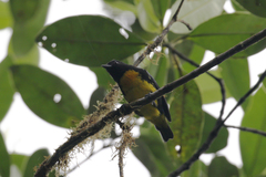 Bangsia melanochlamys