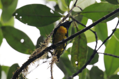 Bangsia melanochlamys