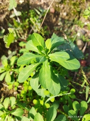 Euphorbia helioscopia