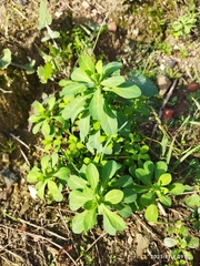 Euphorbia helioscopia