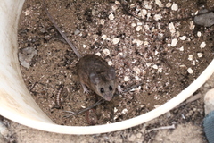 Peromyscus californicus