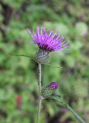 Cirsium suzukaense