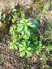 Euphorbia helioscopia