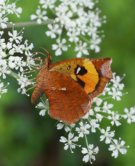 Pterodecta felderi