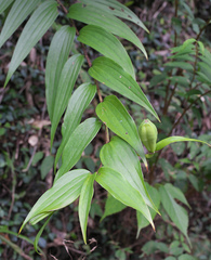 Lilium auratum