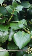 Hedera helix