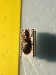 Cymindis limbata