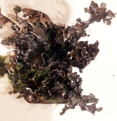 Pseudocyphellaria haywardiorum