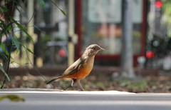 Turdus rufiventris