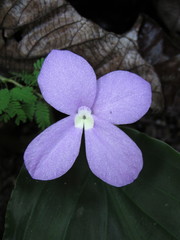 Kaempferia elegans