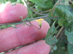 Ipomoea minutiflora