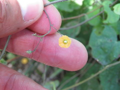 Ipomoea minutiflora