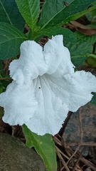 Ruellia metziae