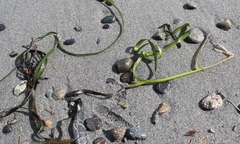 Zostera