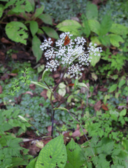 Angelica polymorpha