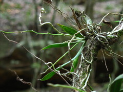 Sarcochilus australis