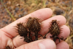 Centaurea phrygia pseudophrygia